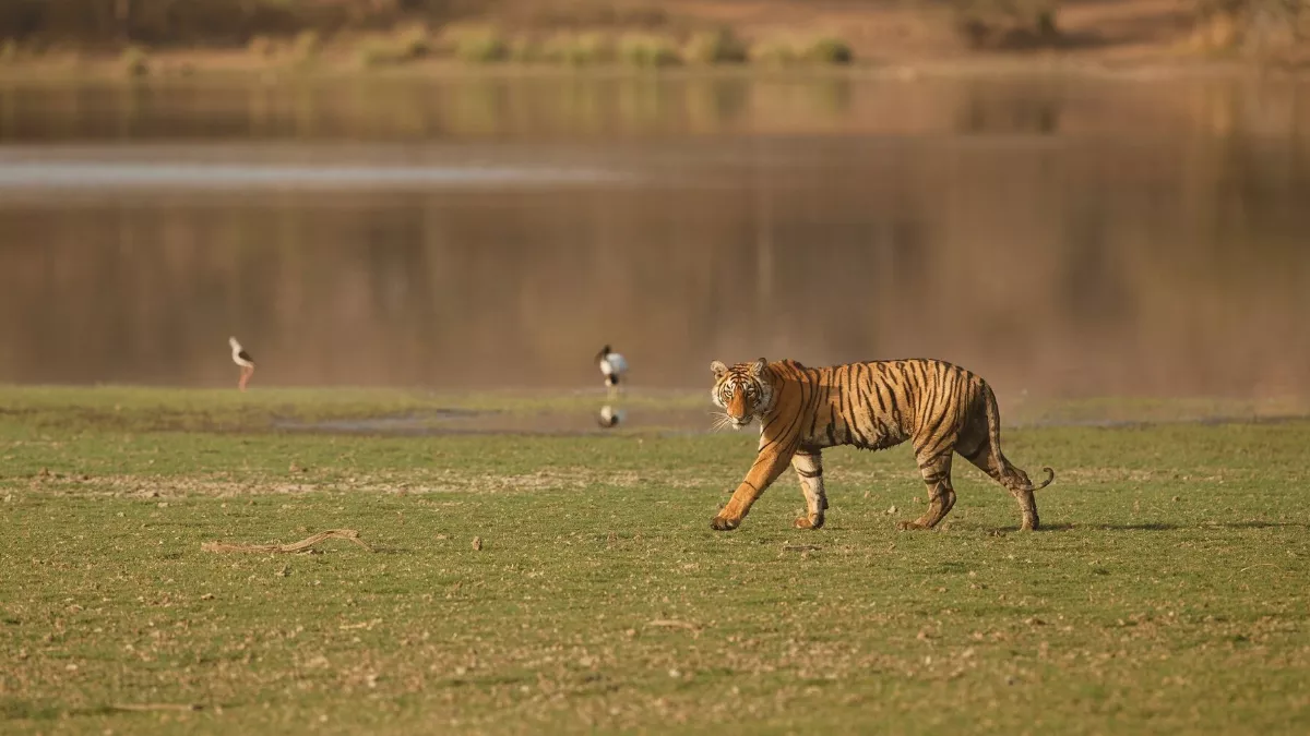 Golden Triangle With Ranthambore | Virasat Tour